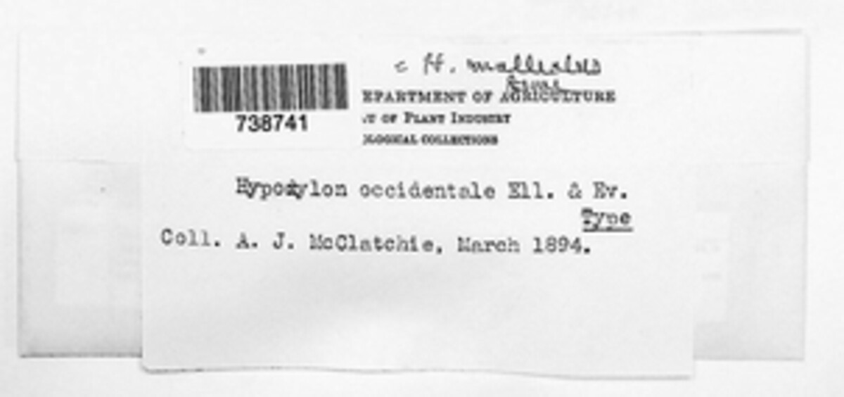 Annulohypoxylon thouarsianum image